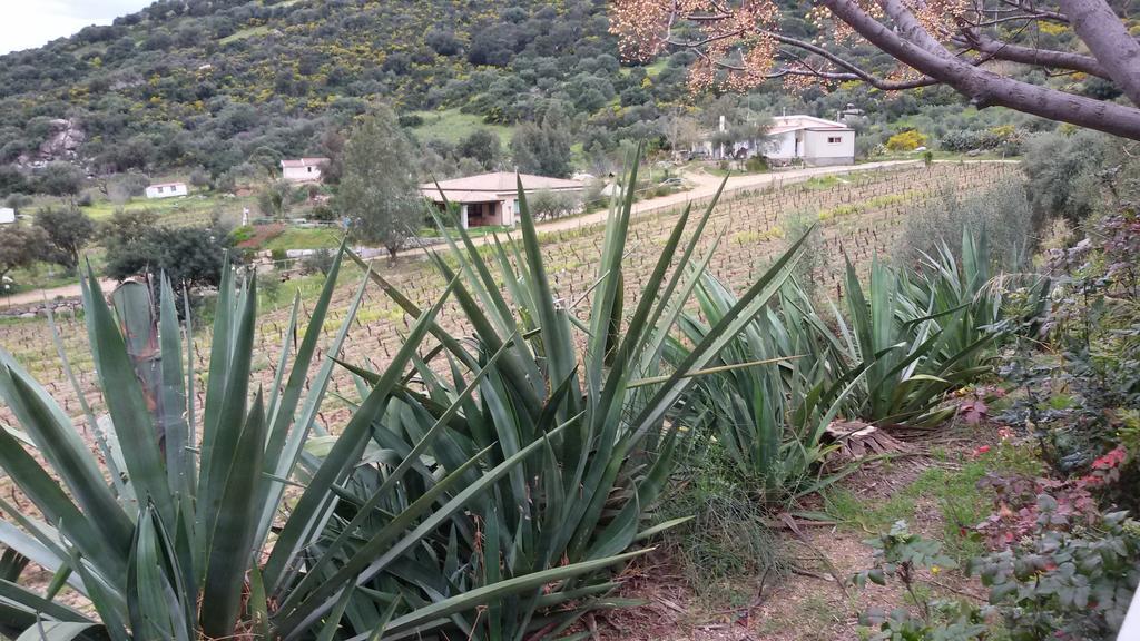Agriturismo Su Solianu Bari Sardo Eksteriør billede