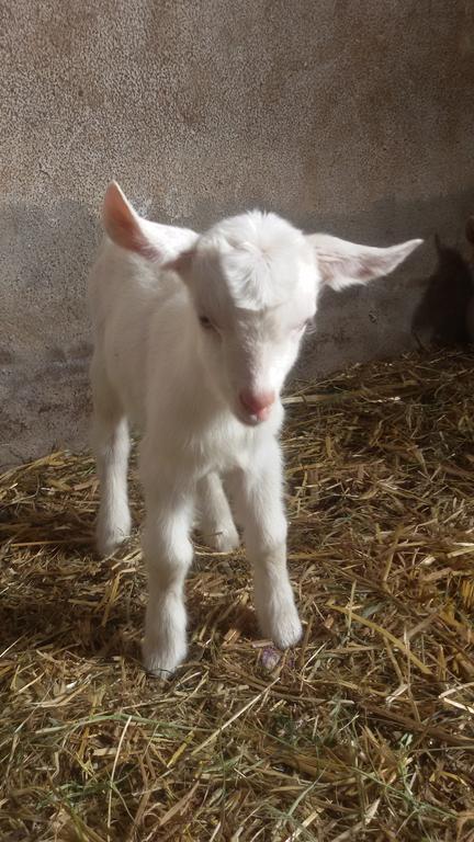 Agriturismo Su Solianu Bari Sardo Eksteriør billede